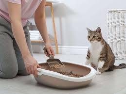 limpieza de mascotas santiago