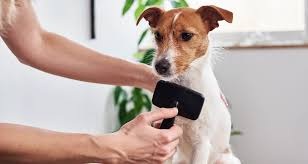 limpieza de mascotas chile